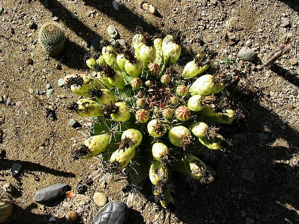 cactus